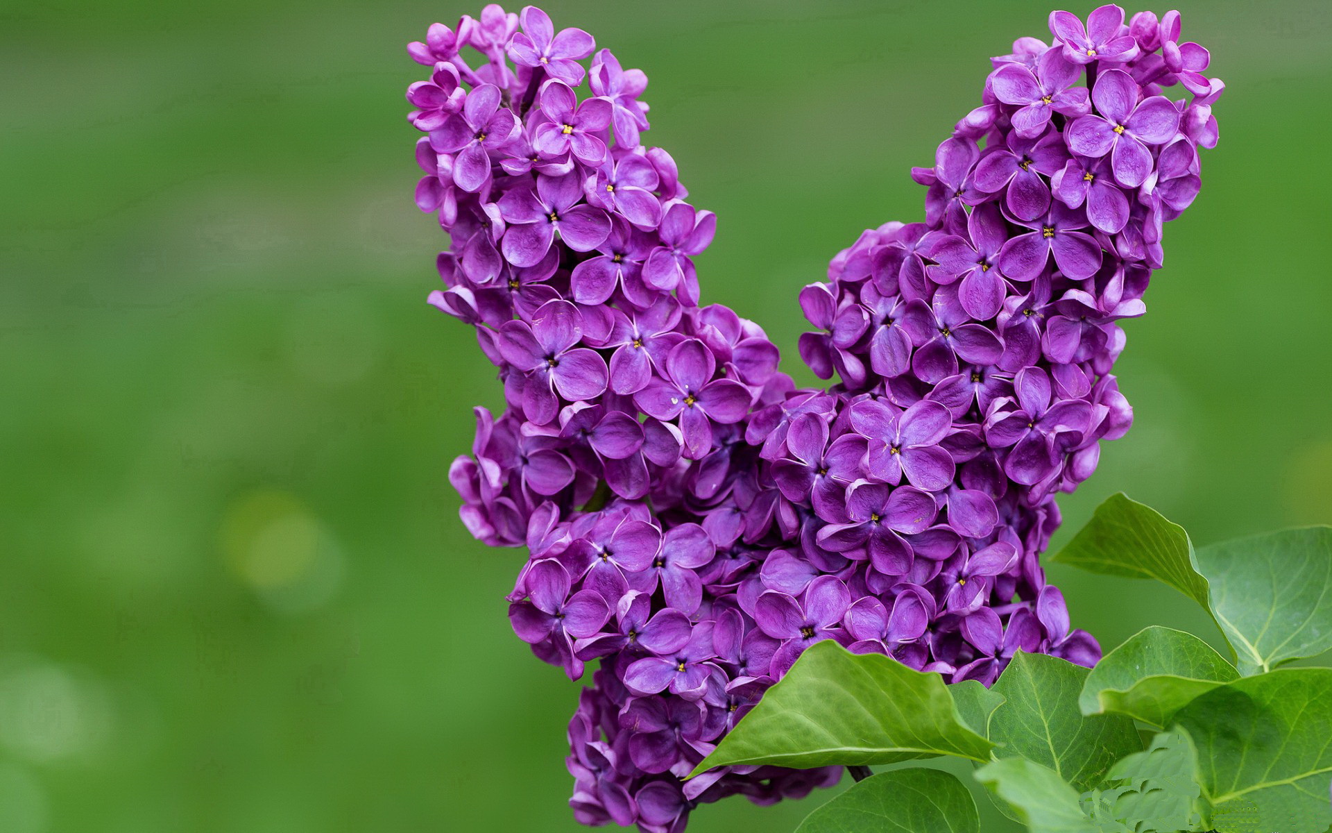 世俱杯比赛视频在线观看-_凯尔特人NO.1榜首位置稳固,战绩持续攀升_,凯尔特人 战绩