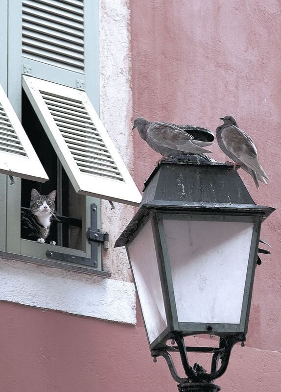 世俱杯直播-“全球产业链数字化重构：科技赋能棒球产业的新生态”，棒球生产厂家