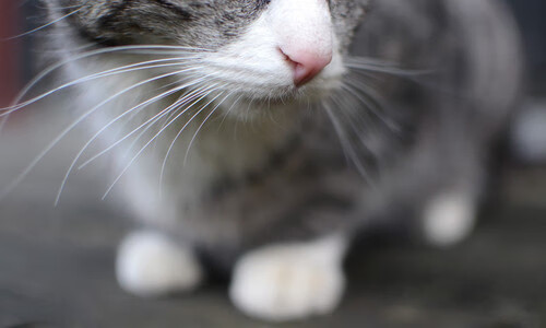 2025世俱杯赛程表-“自动化判罚与新规则的结合,推动“快节奏”比赛的科学化发展”