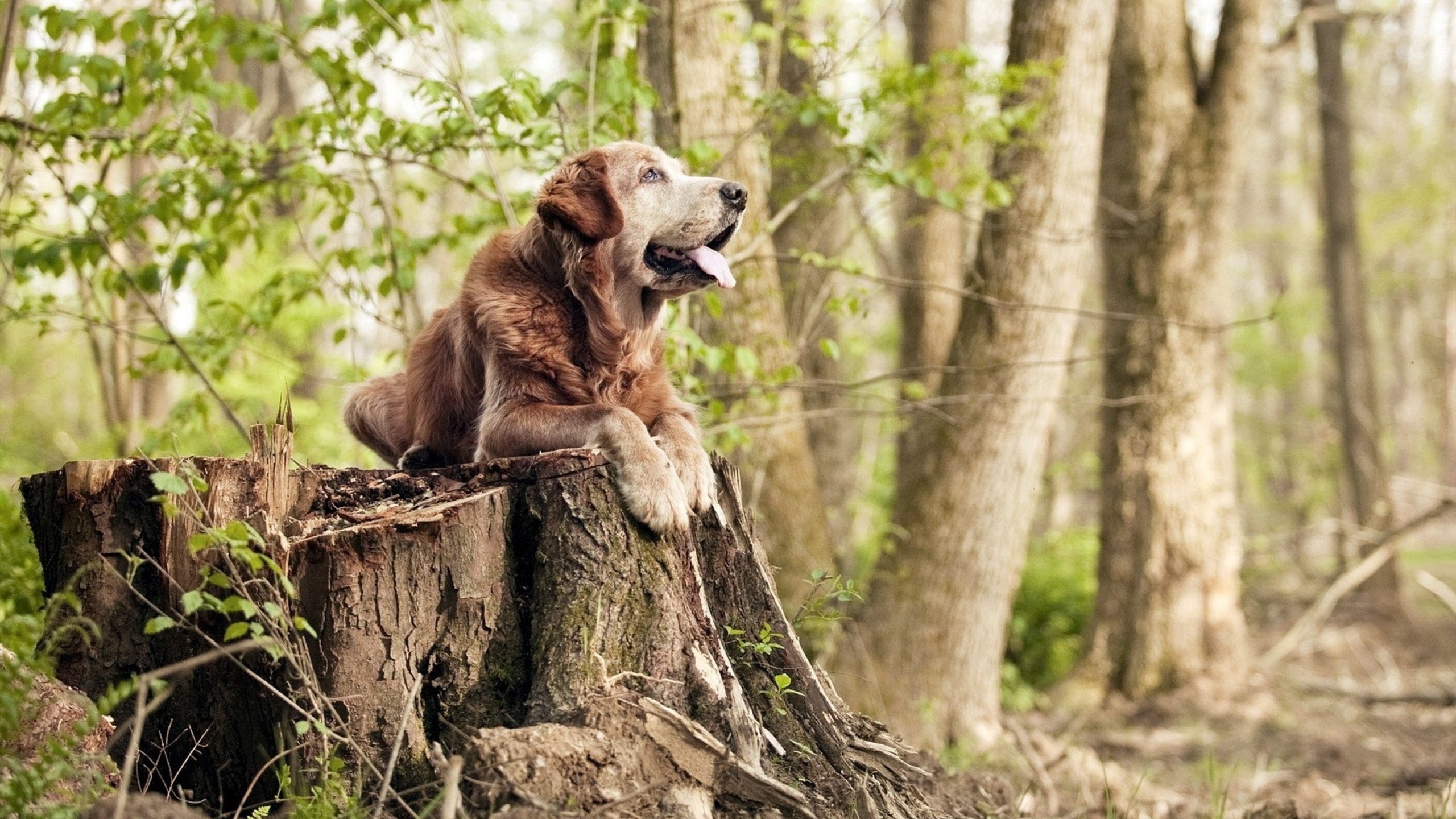 世俱杯赛程-《电竞公益行动：用游戏传递温暖》，电竞游戏活动
