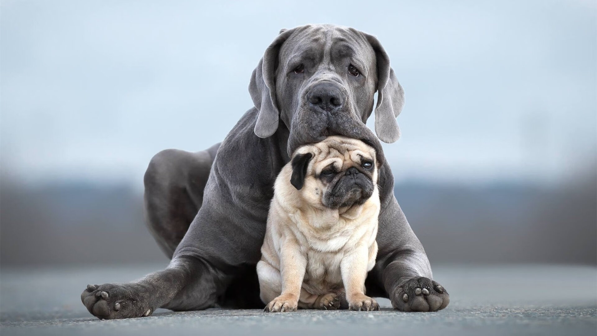 FIFA Club World Cup-【冠军秘诀】奥沙利文的训练日常，细节决定成败，奥沙利文的陪练