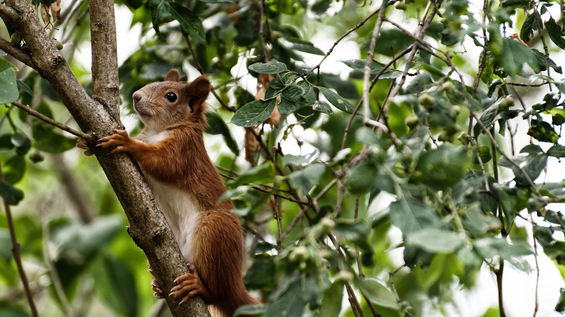世俱杯网址-【大数据让比赛更科学】全方位数据指数助推赛场决策，大数据技能比赛都比什么