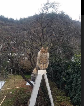 世俱杯直播在线观看免费-维克托·文班亚马成为NBA市场营销焦点,维克多温班亚马身高