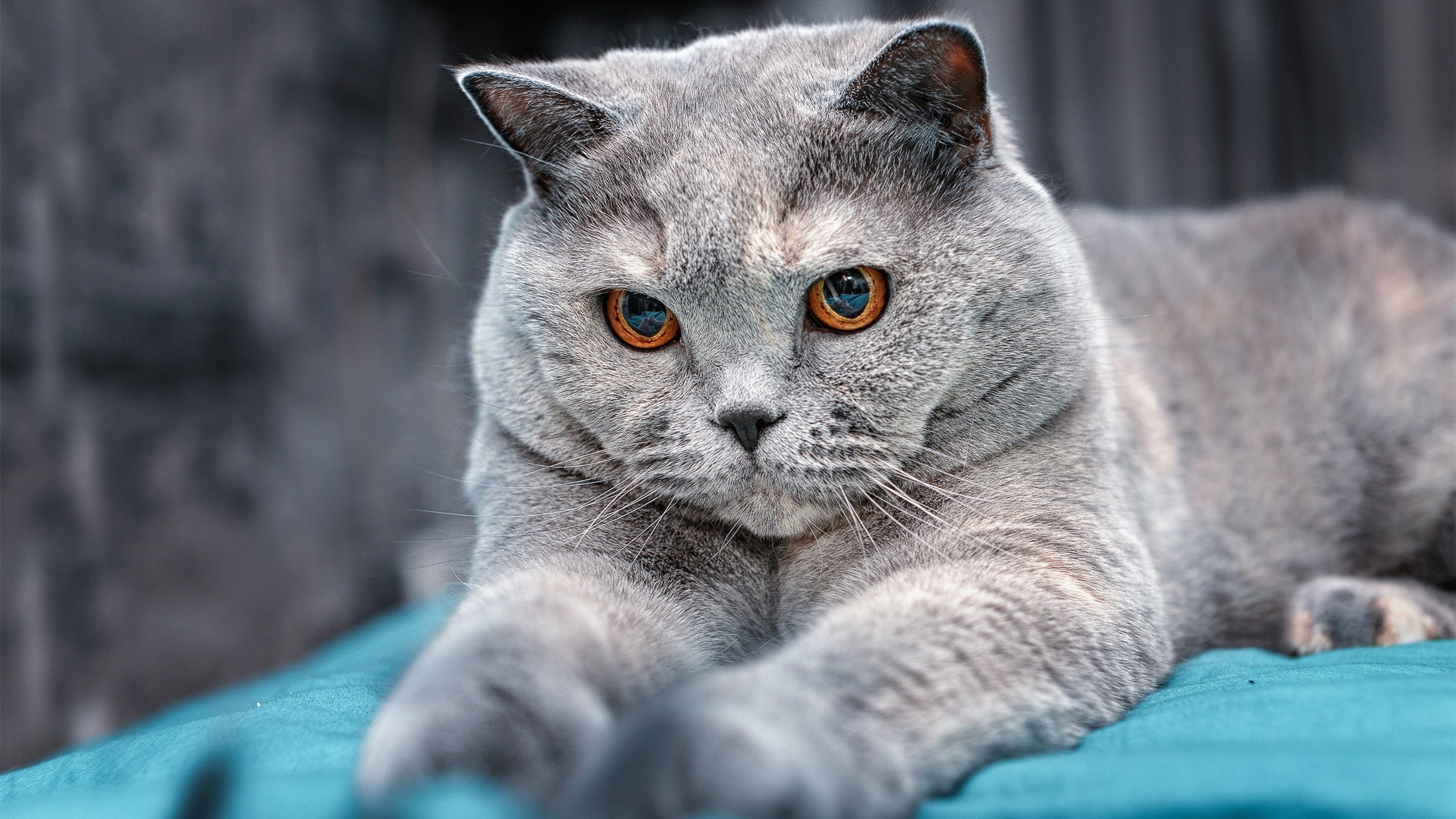 2025世俱杯赛程表比赛时间-英雄联盟 老牌强队状态回暖，英雄联盟强队有哪些