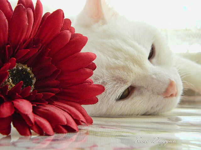 世俱杯足球赛事在线直播-逆转局势的奇招大公开，逆转局面的意思