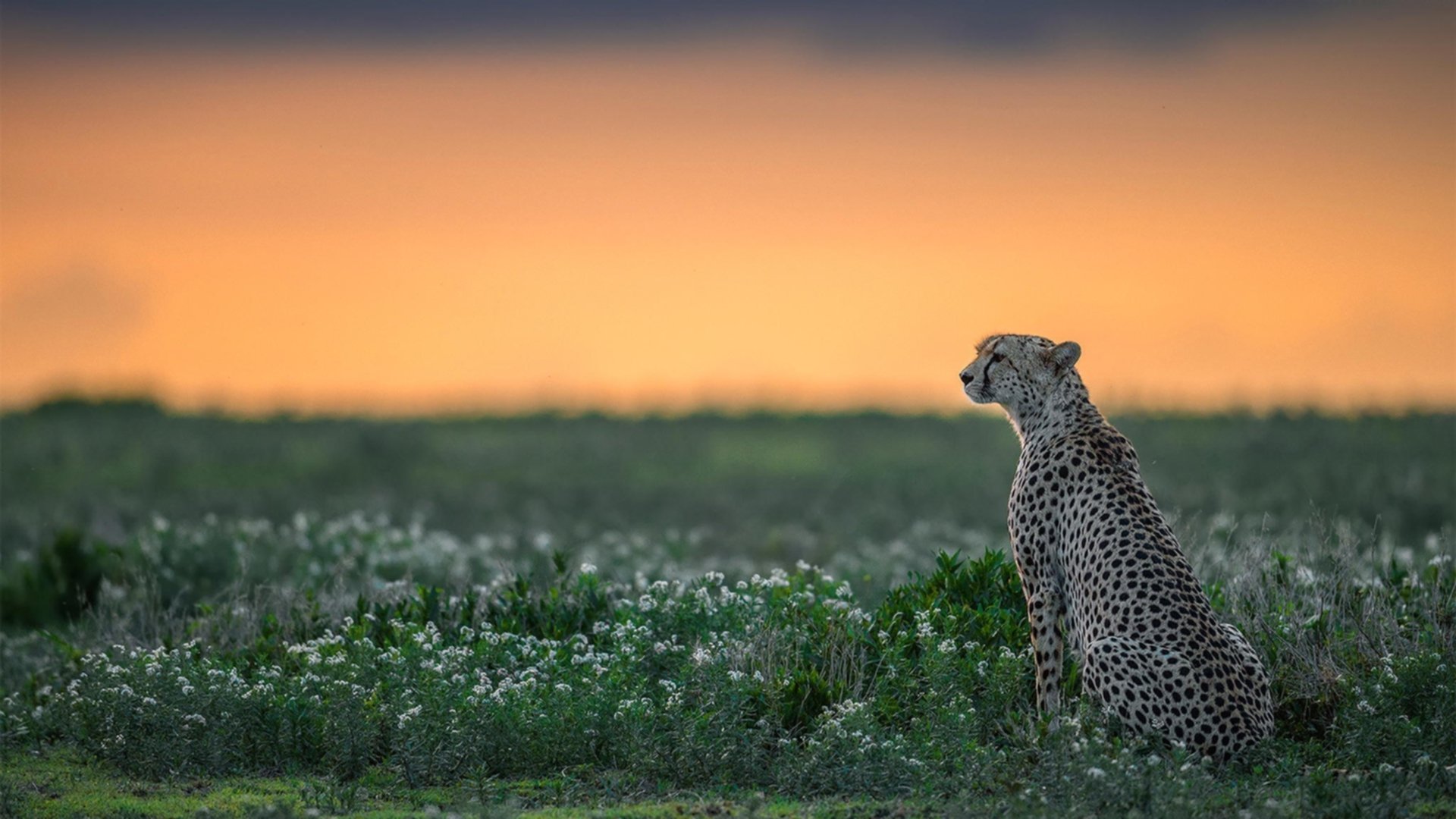 世俱杯直播-《福布斯》：荷兰女足在预选赛中与法国队激战，荷兰女足比赛结果