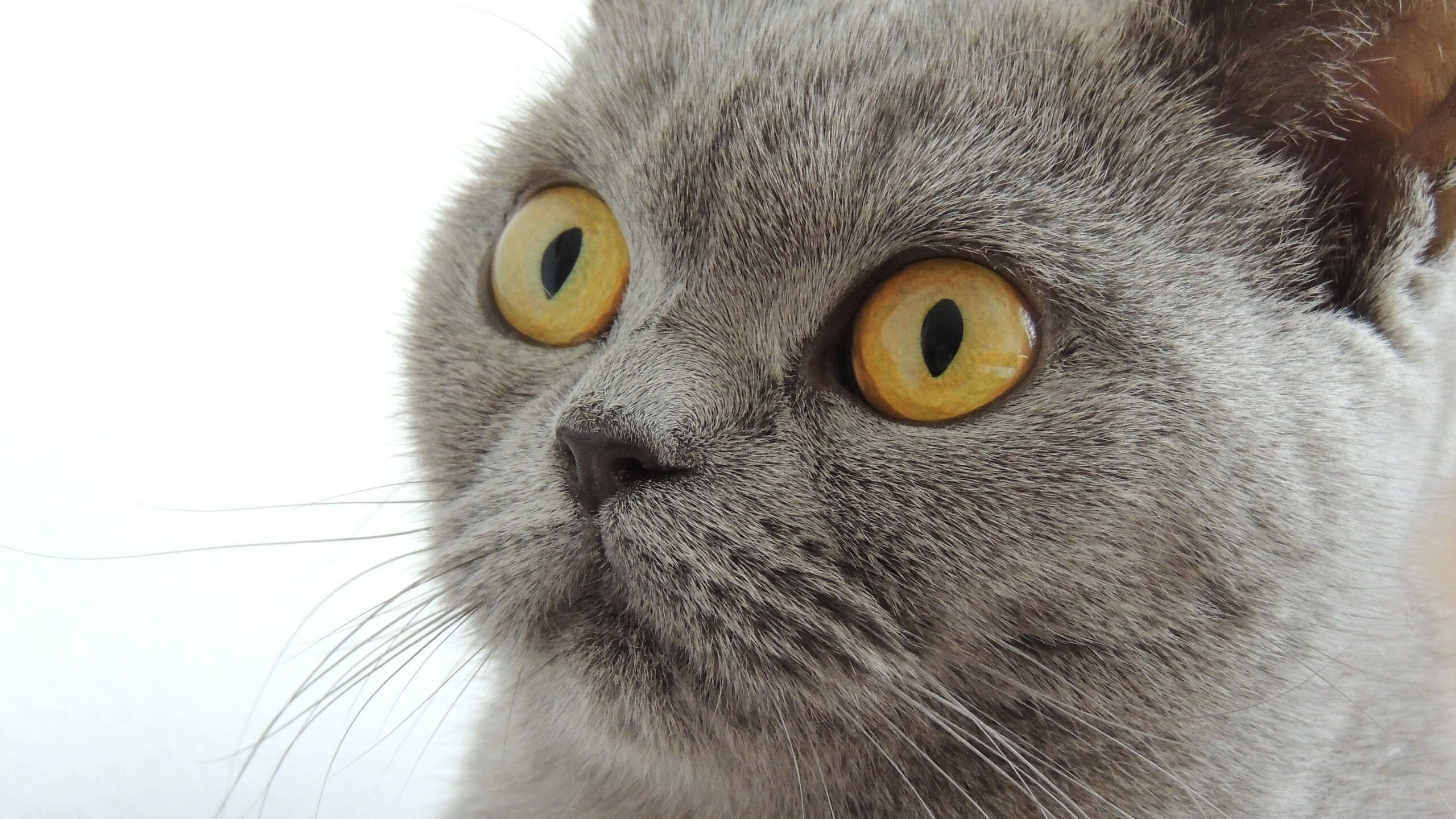 世俱杯-尤文图斯博洛尼亚大胜不失球状态厉害，意甲尤文图斯vs博洛尼亚