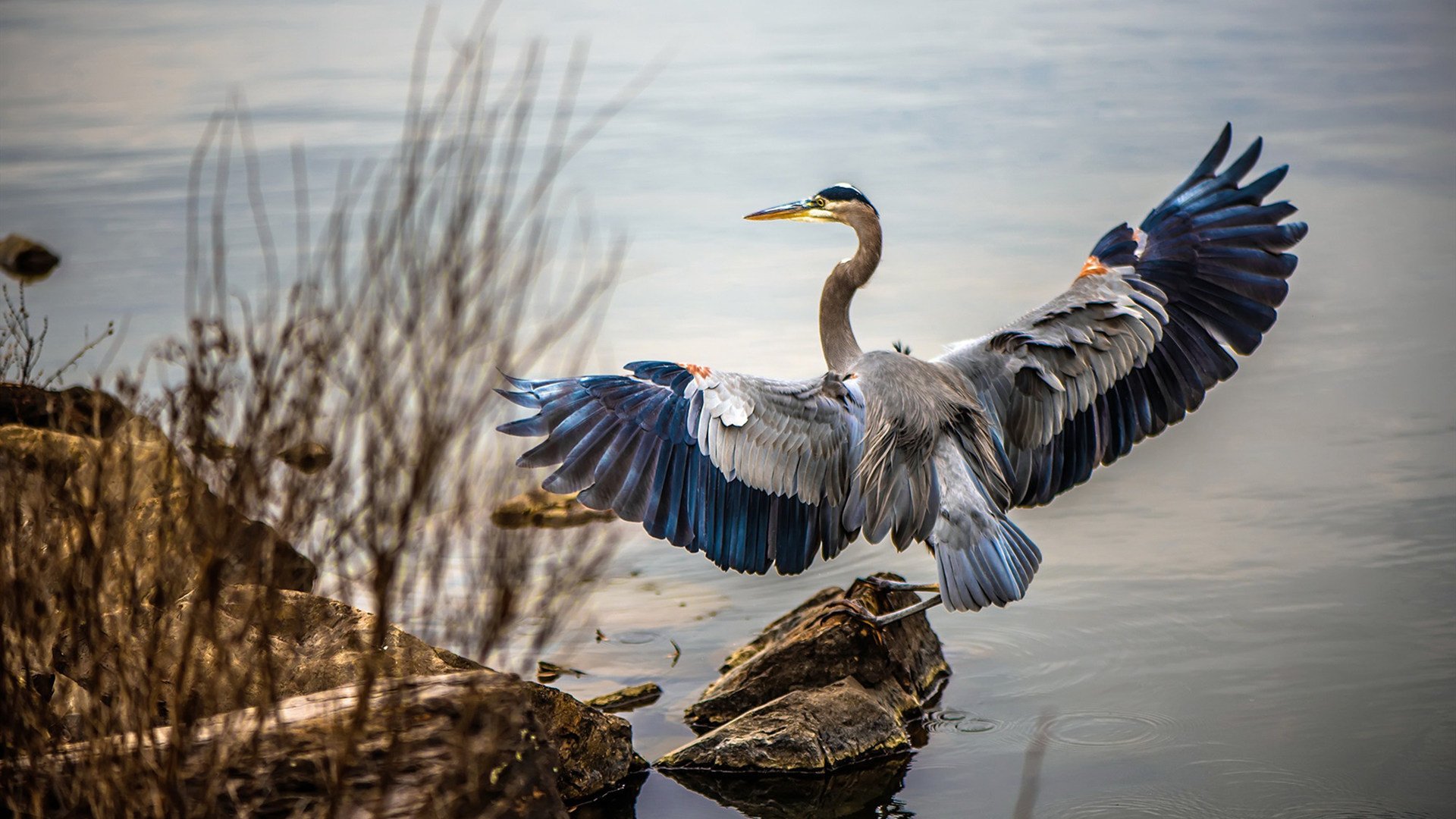 FIFA Club World Cup-巴西队在2024年南美锦标赛中击败法国队晋级决赛，巴西南美世预赛