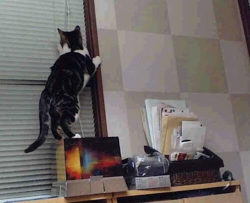 世俱杯官方-广场舞成为中国文化自信的象征，近几年广场舞已成为中国社会作文