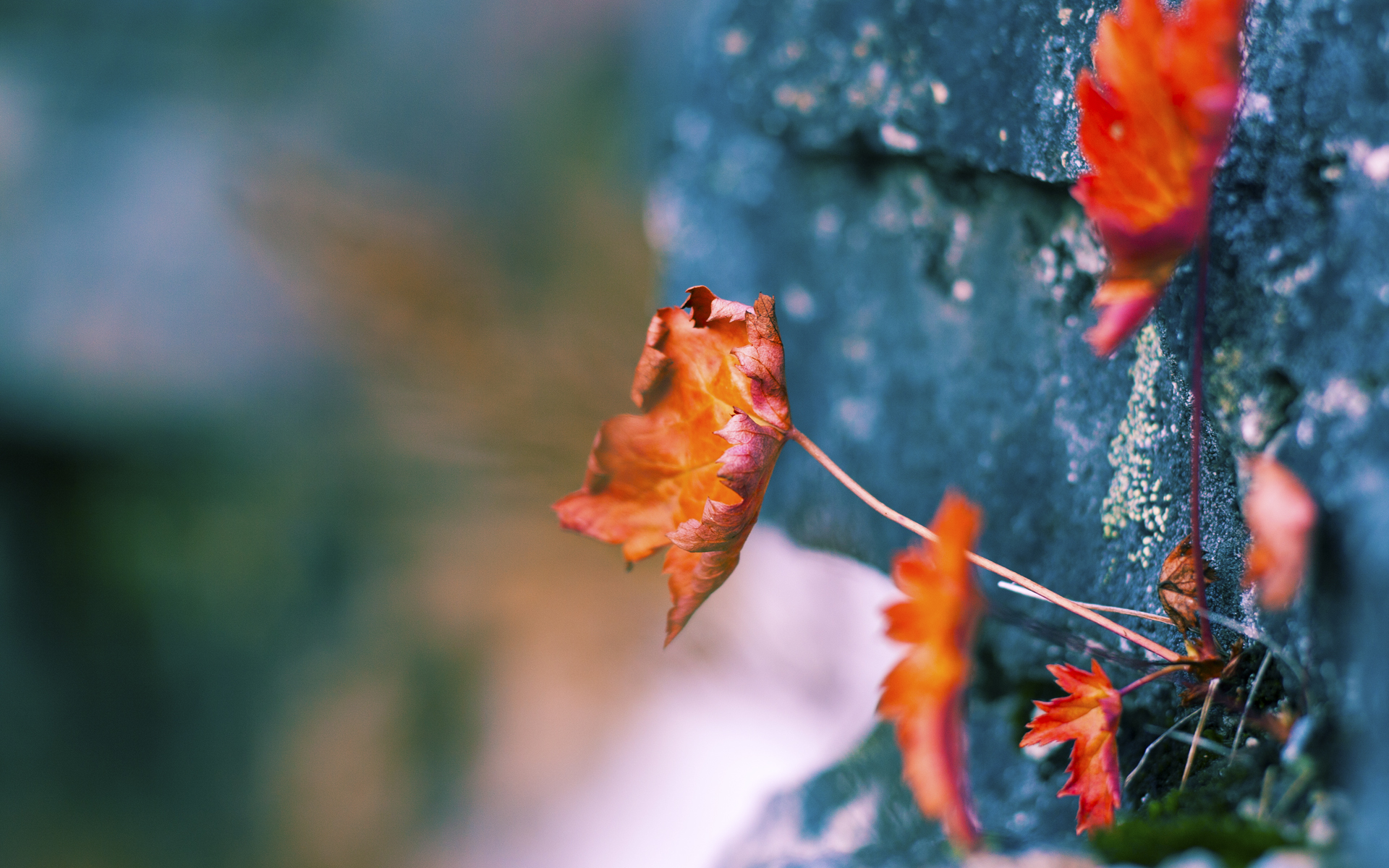 俱乐部冠军杯官网-德国男子篮球队在决赛中惜败加拿大队，获得银牌，德国篮球队2021