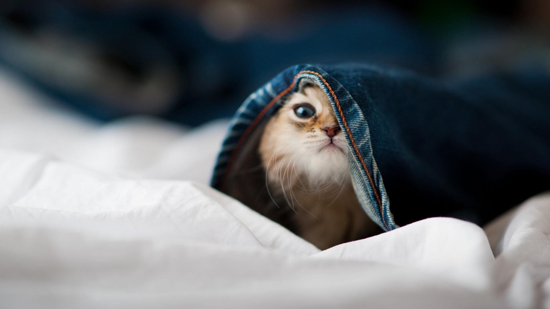 FIFA Club World Cup 2025-摩纳哥意图挑衅马赛,力争左右比赛走势,摩纳哥赛道图片