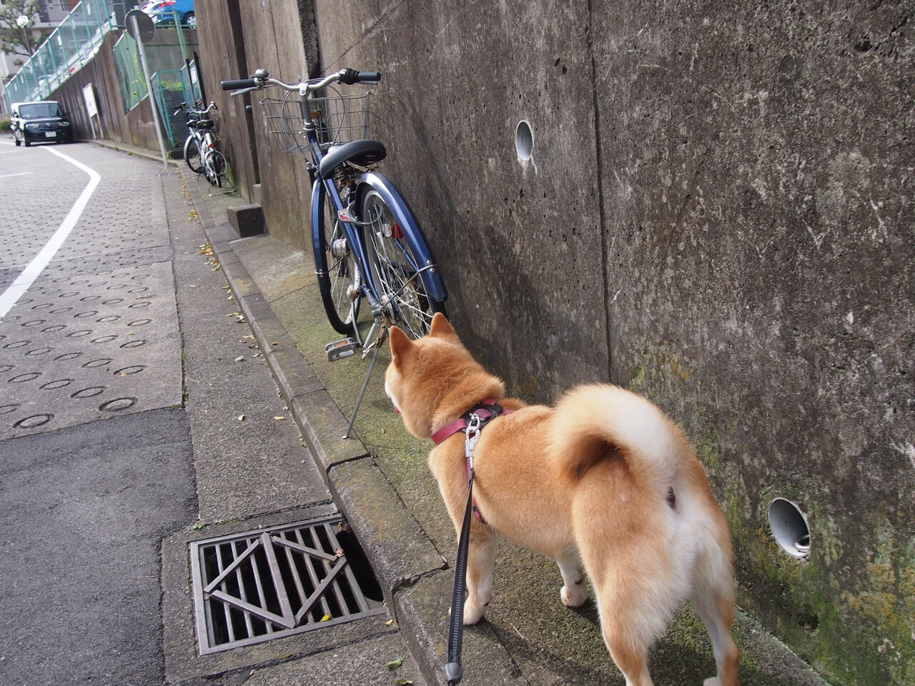 俱乐部冠军杯官网-世界青年羽毛球锦标赛中国女单强势夺冠,世界青年羽毛球锦标赛年龄低于多少岁