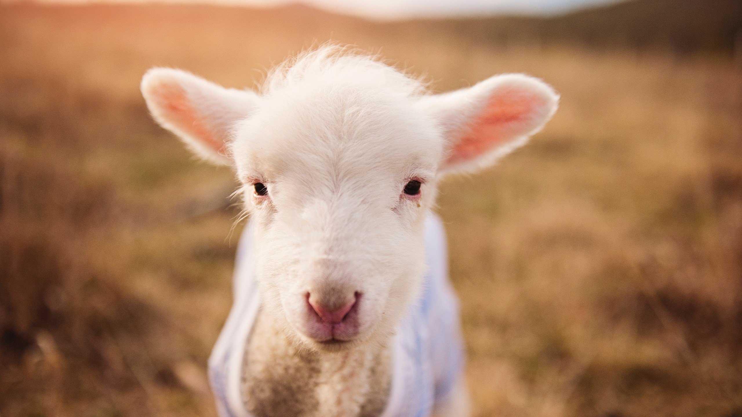 世俱杯直播-中超球队阵容平均年龄结构变化分析，中超现役年龄最大球员