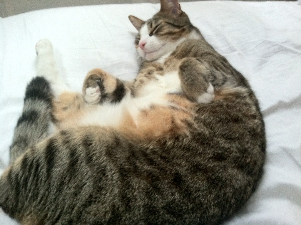 FIFA Club World Cup 2025-CBA主场改革效果显著 球迷参与感增强，cba主场怎么安排的