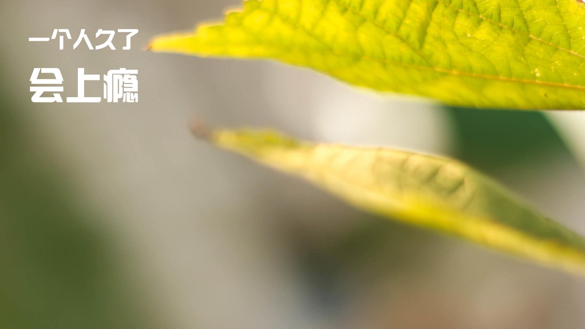 2025世俱杯-“自由搏击热血沸腾，四川省体育馆迎来强者对决”