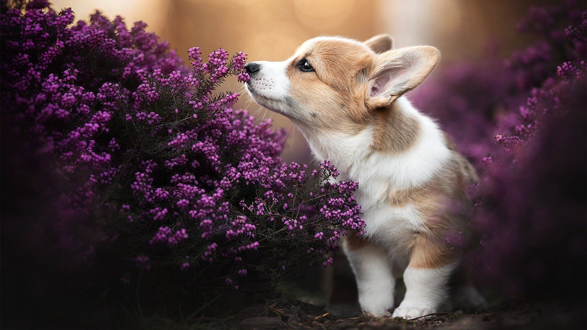 世俱杯直播-中国女篮注重防守纪律,中国女篮打球