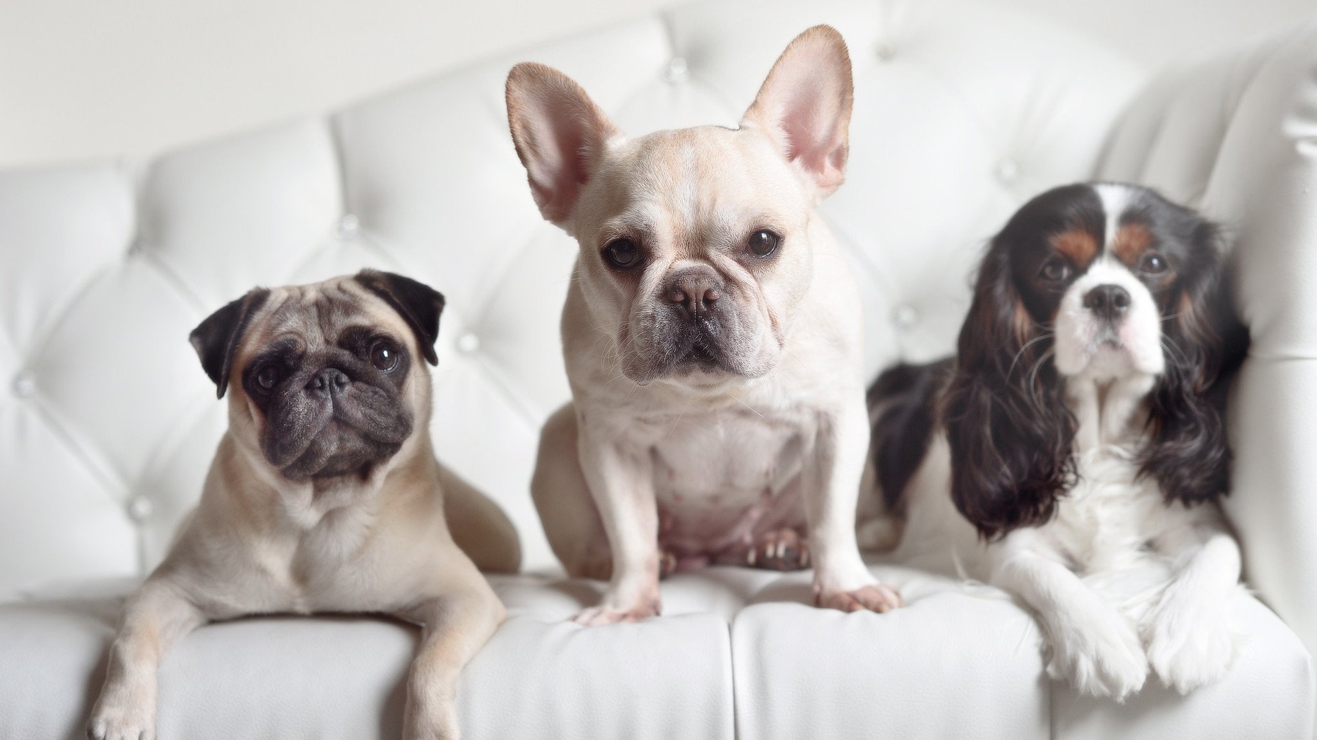 世俱杯2025-五大联赛核心球员缺阵时教练战术应变差异分析,五大联赛主教练工资排名