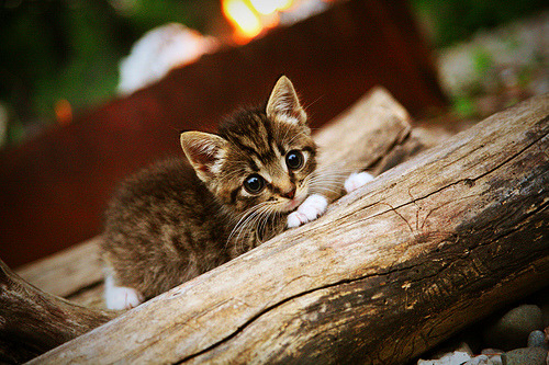 世俱杯赛程-体育新闻中心主办“体教融合背景下的传播创新”论坛