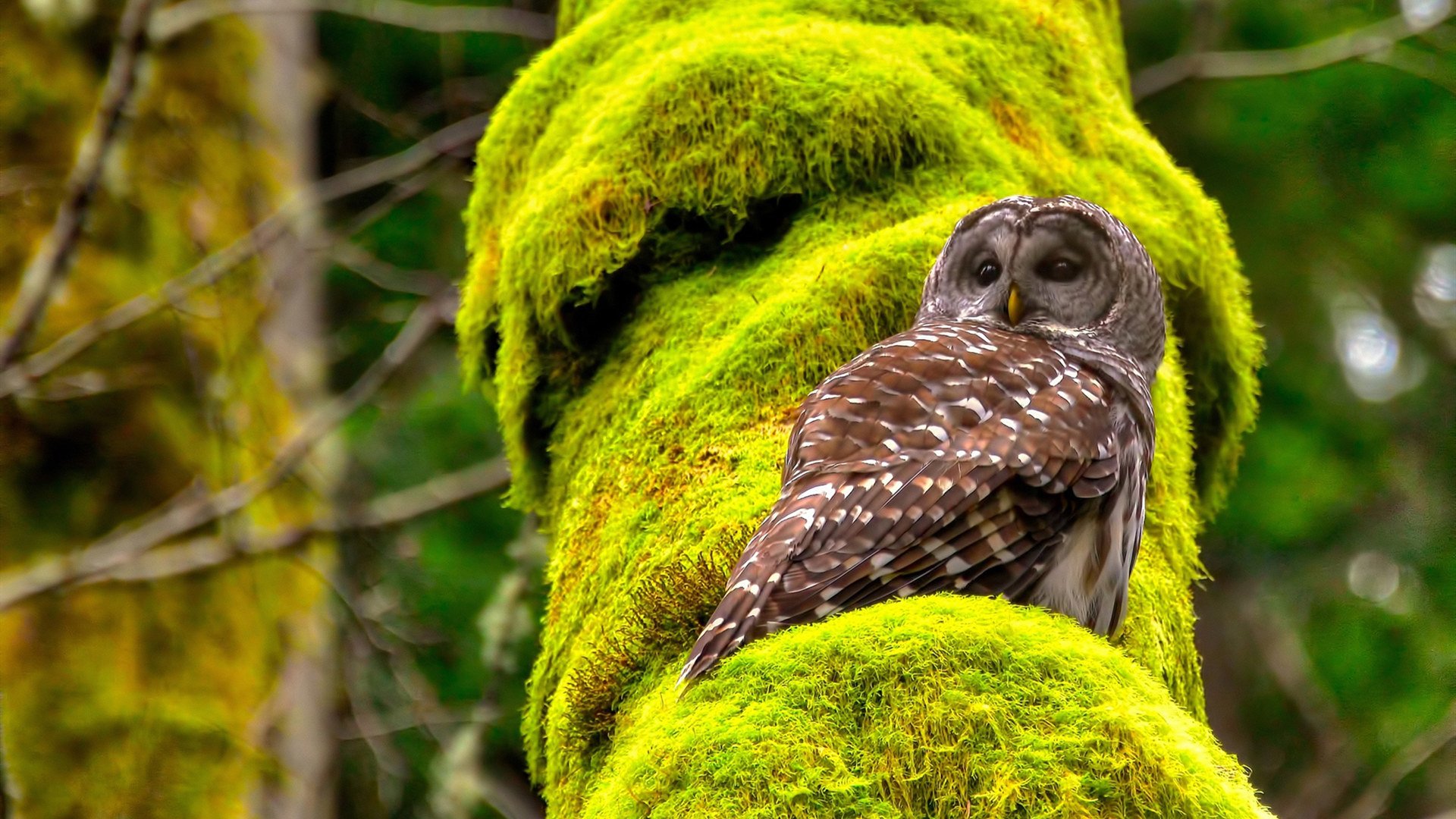 世俱杯比赛视频在线观看-体育明星形象代言效果显著,体育明星形象代言效果显著吗